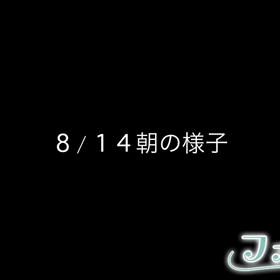 朝のわんちゃん達の様子の画像