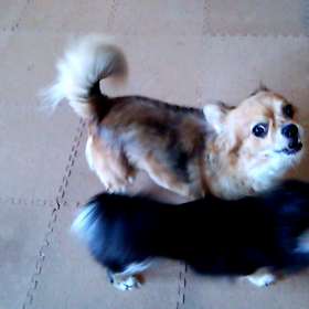 ティットの鳴き声(^○^)の画像