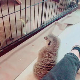 ミーアキャットの世界の画像