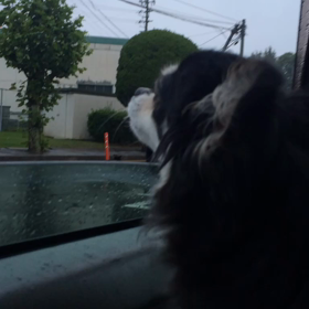 パクパク専務(o'ω')の画像