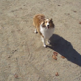 公園で走り回った動画の画像