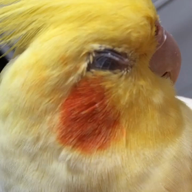 マシュマロ君のお目目♡ギ  ュー‼︎の画像