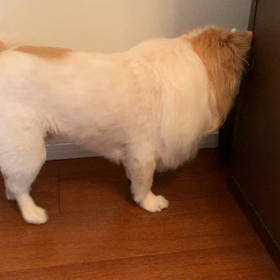 アレなに？の画像