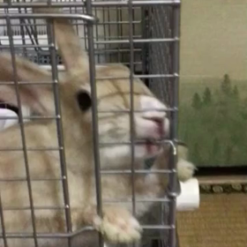 今日の小梅ちゃんの画像