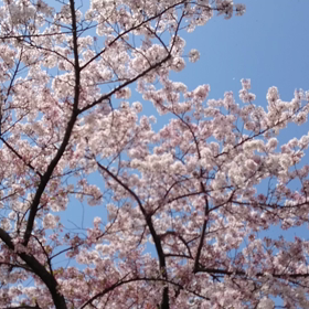 お花見なうの画像
