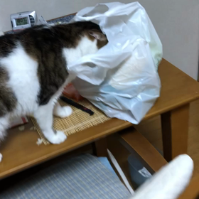 嫌いなプールを始めて… お腹空き過ぎでデールが食べた物。の画像