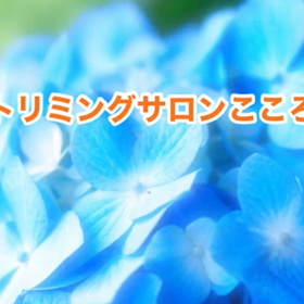 スライドショーの画像