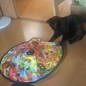 最も選ばれていると聞いたらの画像