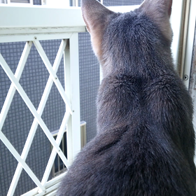 わだちVSハトの画像