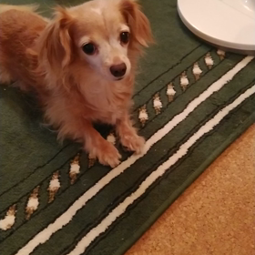 お友達が作ったご飯の画像