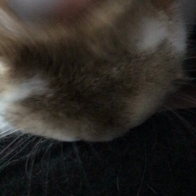 今朝の頭ナデナデの画像