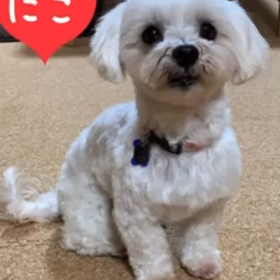 にこちゃん（エルサちゃん）が虹の橋を渡りましたの画像