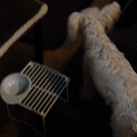 ワンズのごはんタイムの画像