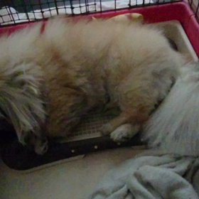 夜更かしの結果の画像