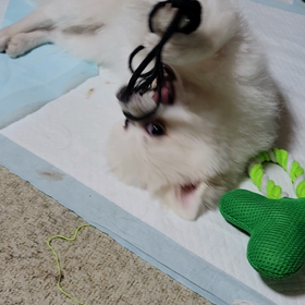 パラリンピック開会式の画像