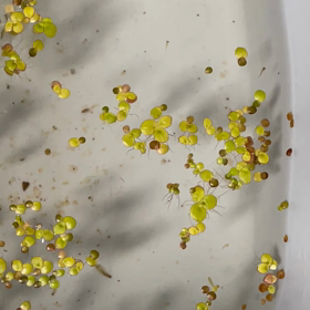 メダカの孵化の画像