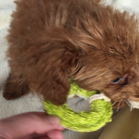 カナロアの画像