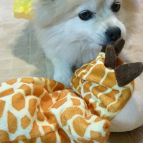 今日のモコさんの画像