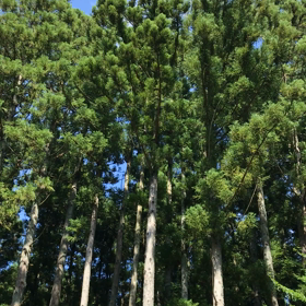 お盆の遠出の画像