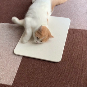 珪藻土マットが大好きなきなこさんの画像