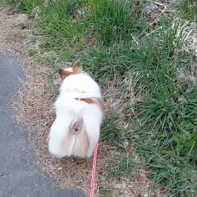 2021/04/14(水)　「寝かせてばかりいてはいけない！」と痛感した日。の画像