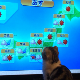 気象予報士に操られるネコのトム＊動画の画像