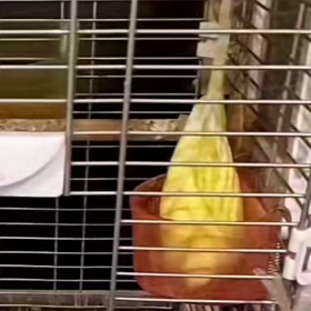 うっかり坊やの画像