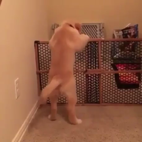 ディズニーも認めてるです。の画像