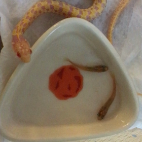 とんぶり市でおむかえの画像