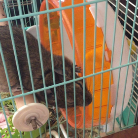 もう一つの遊び方(*≧∀≦*)の画像