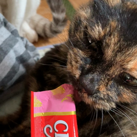 チュールよありがとうの画像