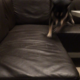 元気っスの画像