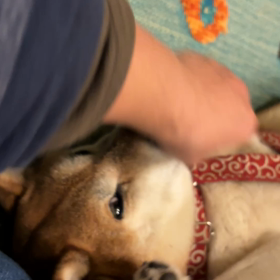 撫でて欲しい攻撃の画像