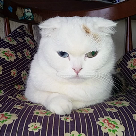 にらめっこの画像