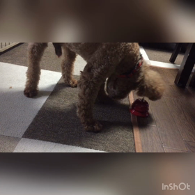 モカさんの、ベルチャレンジ！の画像