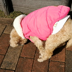 一生懸命な母わんこの画像