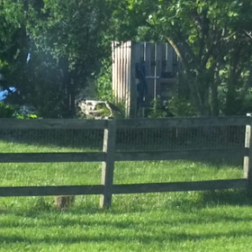 獲物を捕まえたタカの画像