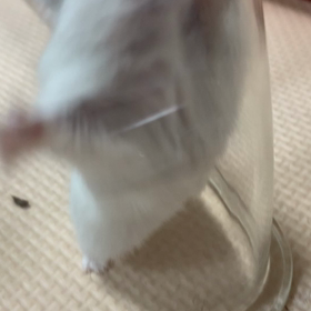二足歩行の画像