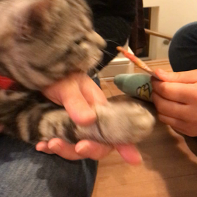 萬瑚の爪切りの画像