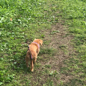 10/25〜10/31 第二回椎間板ヘルニア術後7週目の画像