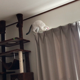 親バカですの画像