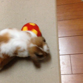 りんのボール遊びの画像