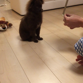 シェリ、伏せができたねの画像