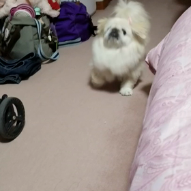 初公開！うめちゃんが走る！！！の画像