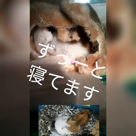 ちゃきちビデオなのに顔出してもらえなかった(..)の画像