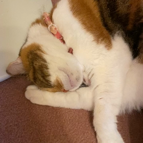 パドゥマちゃんの寝息は癒やし♪の画像