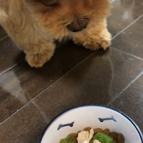 ポンの嫌いな食べ物の画像