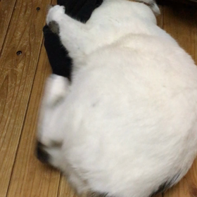 ワラビンヌ 再びの画像