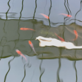 こんなの初めて見ました(ºωº)!!の画像