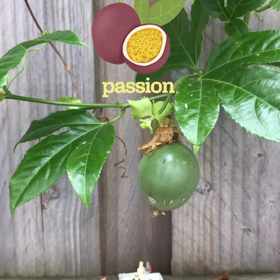パッションフルーツの画像